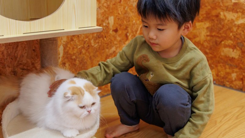 子供が猫を飼いたがっている