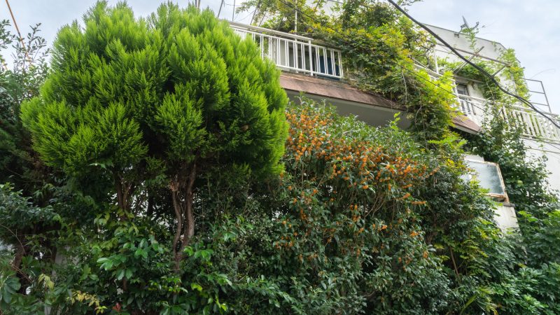 道路に面した木々がモコモコと生い茂りすぎて、低い塀からはみ出している